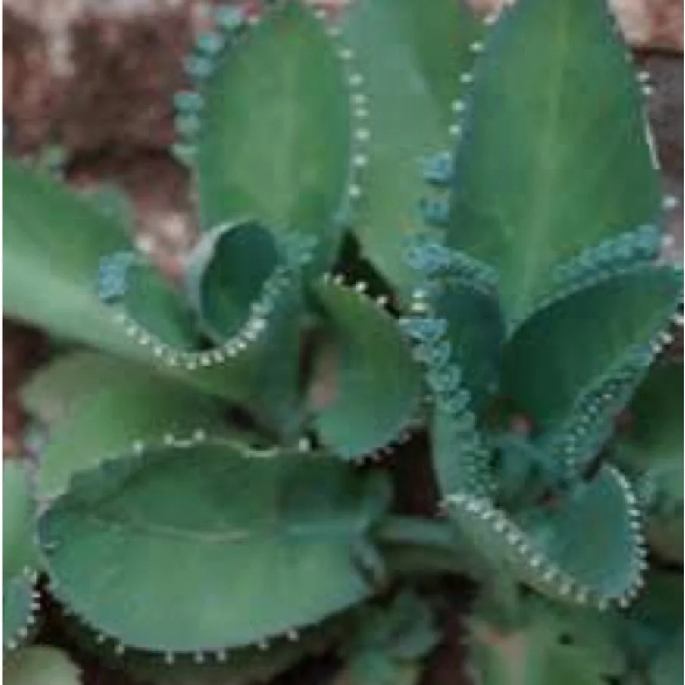 Mother of Thousands" Plantlets (Super Easy to Grow!) 4/pack - Picture 2 of 3